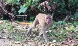 Kera masuk ke permukiman penduduk di Desa Gunem, Kecamatan Gunem.