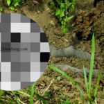 Posisi mayat korban dikubur, bagian atas kami sensor. Tampak celana panjang korban.