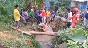 Petugas BPBD, relawan dan masyarakat, Kamis siang (28/05) menarik sapi yang tercebur sumur di Desa Lodan Wetan, Kecamatan Sarang.