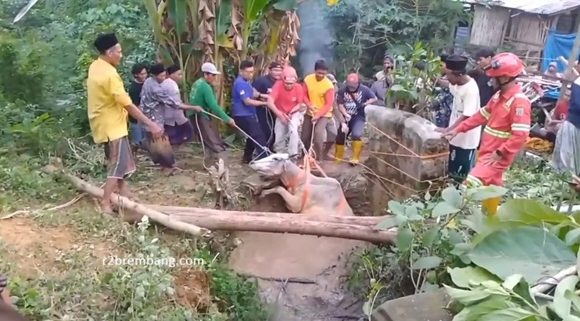 Sapi Tercebur Sumur, Tim BPBD Rembang Punya Cara Khusus Evakuasi (TKP Lodan Wetan Kec. Sarang)