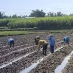 Petani di sebelah timur Dusun Nganguk Desa Gunungsari, Kecamatan Kaliori, Senin (18/05) melakukan tambal sulam tembakau yang rusak akibat hujan deras.