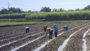Petani di sebelah timur Dusun Nganguk Desa Gunungsari, Kecamatan Kaliori, Senin (18/05) melakukan tambal sulam tembakau yang rusak akibat hujan deras.