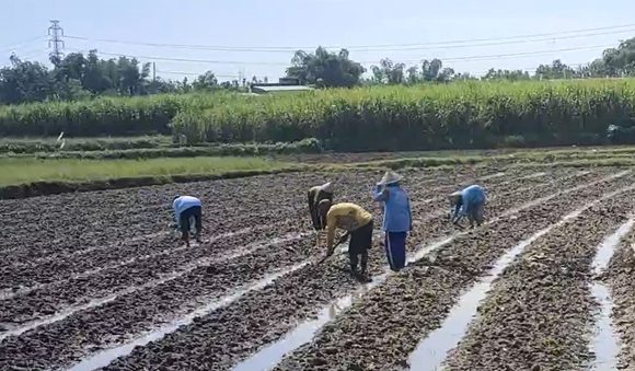 Hujan Deras Bulan Mei Kejutkan Petani Tembakau, Ternyata Seperti Ini Dampaknya