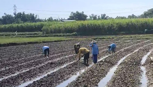 Hujan Deras Bulan Mei Kejutkan Petani Tembakau, Ternyata Seperti Ini Dampaknya