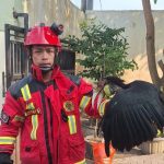 Petugas Damkar Rembang berhasil mengevakuasi burung Rangkong yang masuk pekarangan warga Desa Dorokandang Lasem.