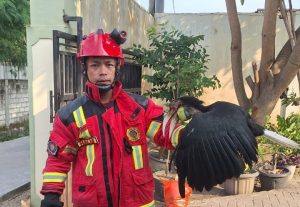 Petugas Damkar Rembang berhasil mengevakuasi burung Rangkong yang masuk pekarangan warga Desa Dorokandang Lasem.