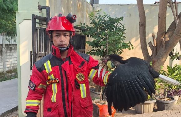 Dievakuasi Dari Rumah Warga, Burung Ini Bakal Dijemput BKSDA!! Kenapa?