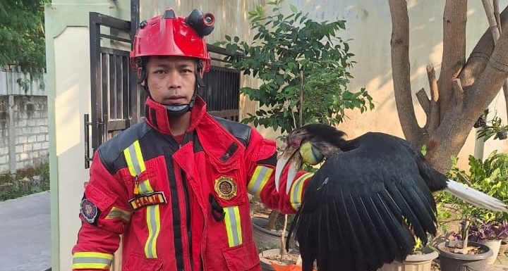 Dievakuasi Dari Rumah Warga, Burung Ini Bakal Dijemput BKSDA!! Kenapa?