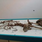 Temuan tengkorak dan kerangka manusia, sebelum dimakamkan oleh pihak RSUD dr. R. Soetrasno Rembang.