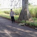 Aparat kepolisian dari Polsek Pancur mengecek TKP korban meninggal dunia tertimpa cabang pohon randu, Selasa (23 Juni 2026).