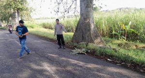 Aparat kepolisian dari Polsek Pancur mengecek TKP korban meninggal dunia tertimpa cabang pohon randu, Selasa (23 Juni 2026).