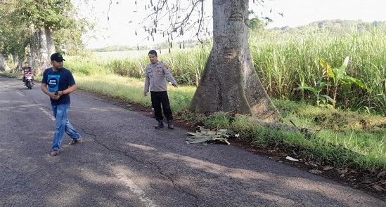 Meninggal Dunia, Wanita Tertimpa Cabang Pohon Randu Saat Berangkat Kerja (TKP Desa Kalitengah Kec. Pancur)