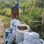 Petani di Desa Trenggulunan, Kecamatan Pancur, panen buah kedondong.