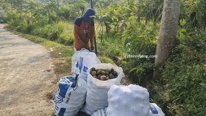 Petani di Desa Trenggulunan, Kecamatan Pancur, panen buah kedondong.