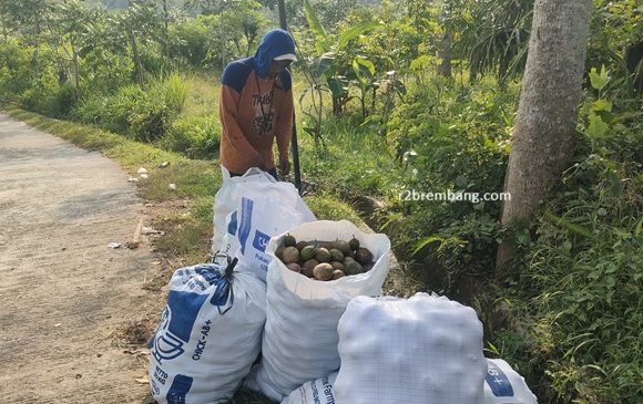 Panen Berlimpah, Daerah Ini Menjadi Tujuan Utama Pengiriman Kedondong Trenggulunan