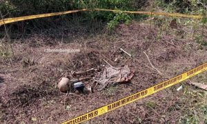 Lokasi temuan tengkorak, tulang, kaos dan sandal berwarna biru di hutan sebelah selatan Dusun Karangrejo (Jurangjero), Desa Sukorejo Kecamatan Sumber, Senin (01 Juni 2026).