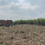 Petani di Kabupaten Rembang panen tebu.