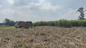 Petani di Kabupaten Rembang panen tebu. 