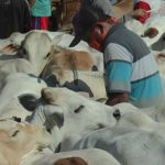 Populasi sapi di Kabupaten Rembang masih cukup tinggi. Namun terkendala oleh sejumlah sarana penunjang untuk mendukung hilirisasi.