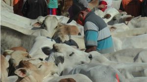 Populasi sapi di Kabupaten Rembang masih cukup tinggi. Namun terkendala oleh sejumlah sarana penunjang untuk mendukung hilirisasi.