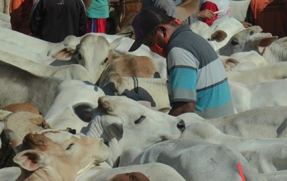 Jumlah Sapi Masih Tinggi, Tapi Rembang Hadapi Kendala Hilirisasi. Apa Yang Dibutuhkan ??