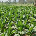 Lahan tembakau di Kecamatan Gunem.