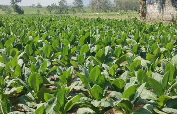 Bikin Tercengang, Perputaran Uang Tembakau Tahun 2026 Di Kab. Rembang