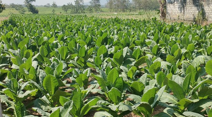 Bikin Tercengang, Perputaran Uang Tembakau Tahun 2026 Di Kab. Rembang