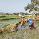 Sejumlah petani di Desa Pangkalan Kecamatan Sluke masih menanam padi saat masa tanam 3 (MT 3).