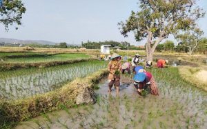 Sejumlah petani di Desa Pangkalan Kecamatan Sluke masih menanam padi saat masa tanam 3 (MT 3).