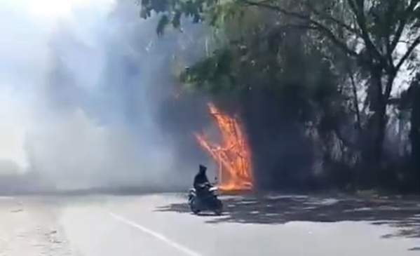 Asap Pekat!! Jarak Pandang Terbatas, Kendaraan Takut Melintas (Kebakaran Lahan Pantura Tanjungan Kragan)