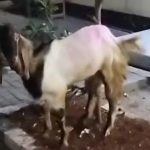 Barang bukti kambing yang dicuri tersangka pelaku.