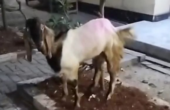 Diikat Kakinya Dan Dimasukkan Ke Dalam Sak Karung, Tersangka Banting Harga Tidak ?? (Pencurian Kambing Di Kec. Sluke)