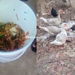 Seorang guru di Kabupaten Rembang memberikan pakan ayam dan bebek dari MBG yang tidak dimakan siswa.