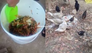 Seorang guru di Kabupaten Rembang memberikan pakan ayam dan bebek dari MBG yang tidak dimakan siswa.