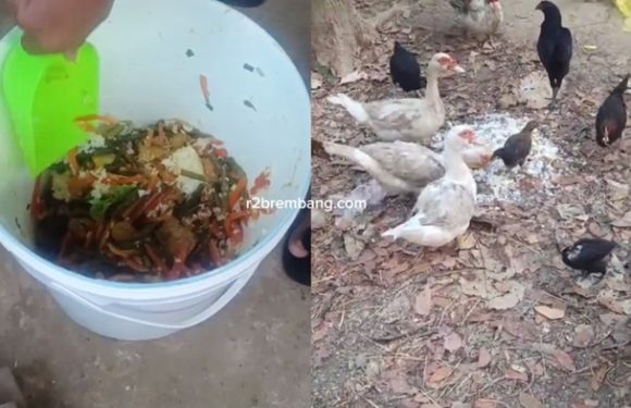 Setiap Hari Tembus 5 Kg, Dibawa Pulang Untuk Pakan Ayam (MBG Terbuang, Korwil SPPG Diam)