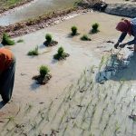 Petani di Kecamatan Sluke Kabupaten Rembang sedang menanam padi.