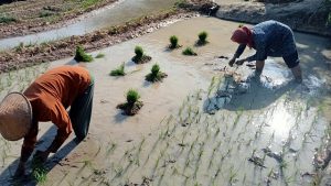 Petani di Kecamatan Sluke Kabupaten Rembang sedang menanam padi.