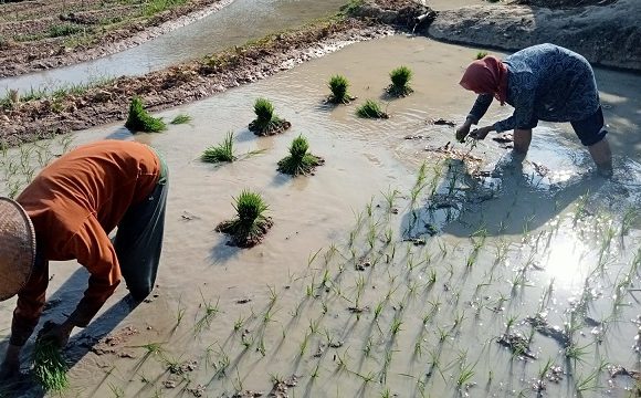 Tantangan Kementan Untuk Kabupaten Rembang, Targetkan Luas Tambah Tanam 55 Ribu Hektar