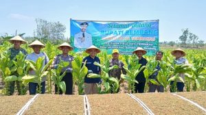 Panen raya tembakau di Desa Jatihadi Kecamatan Sumber, Rabu (21/10). Tampak Bupati Rembang, Harno hadir dalam kegiatan tersebut.